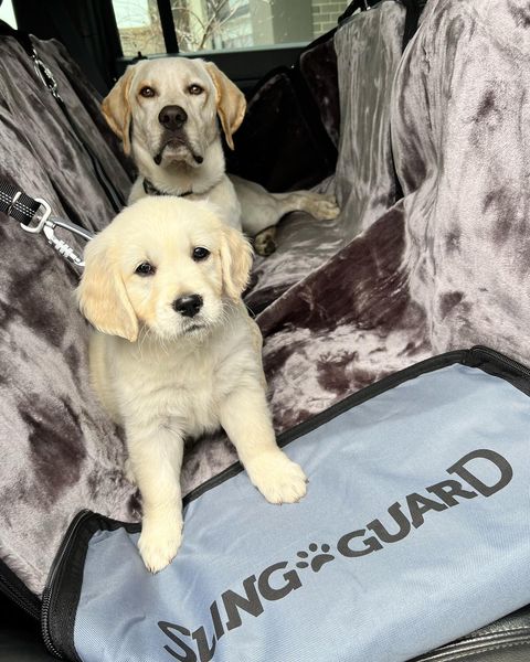 CAR SAFETY TRAVEL FOR YOUR BEST FRIEND
