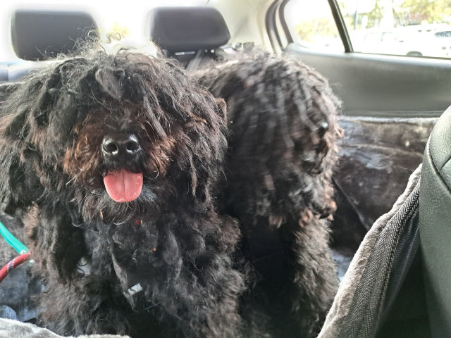 Pet Owners Turn to SLINGGUARD for the Luxury Dog Seat Covers to Protect their Car and Animal