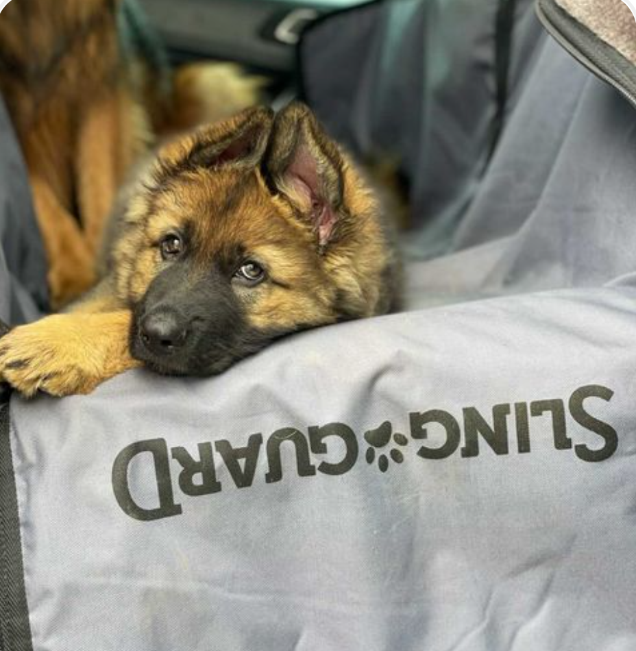 SLINGGUARD is a Trusted Distributor for a Pet Car Seat Protector in Australia