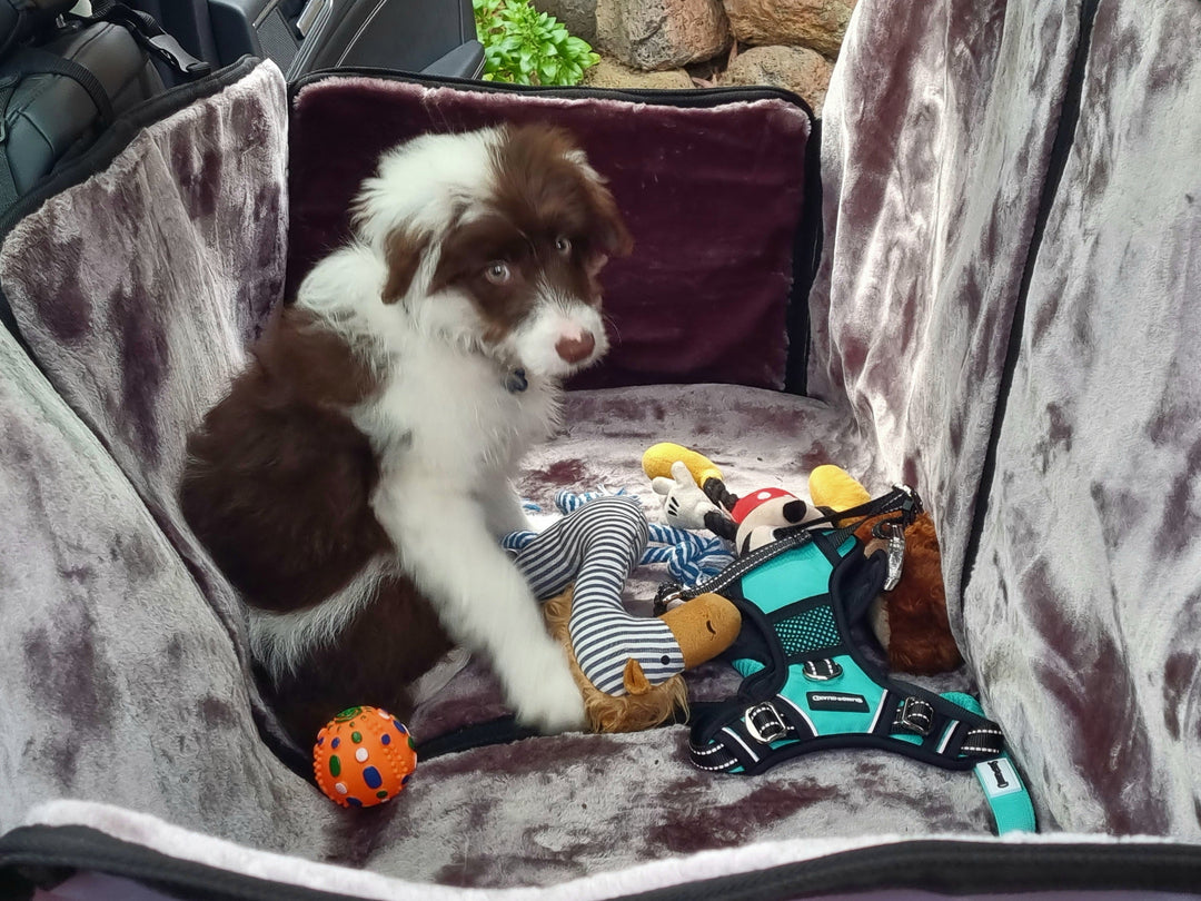 A Dog Seat Protector is Suitable for Dogs of Any Age