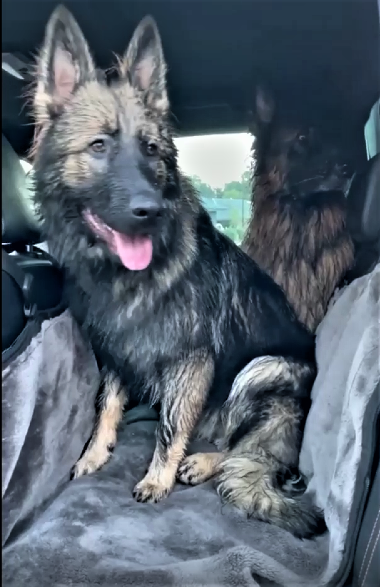 Keep Your Car Dry with a Waterproof Dog Seat Cover