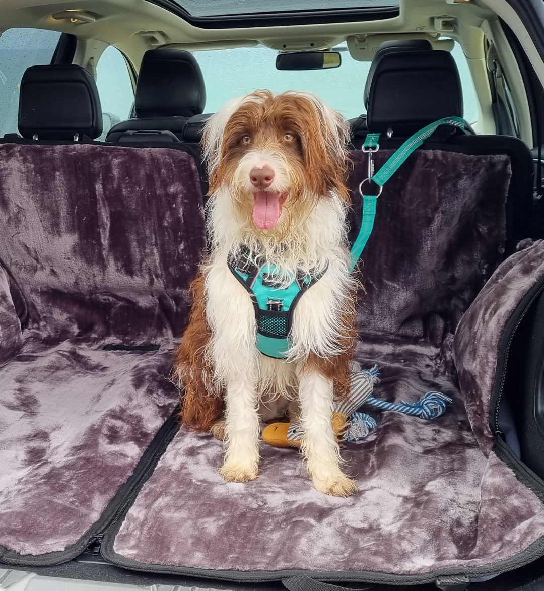 Safety and comfort for your dog on the road