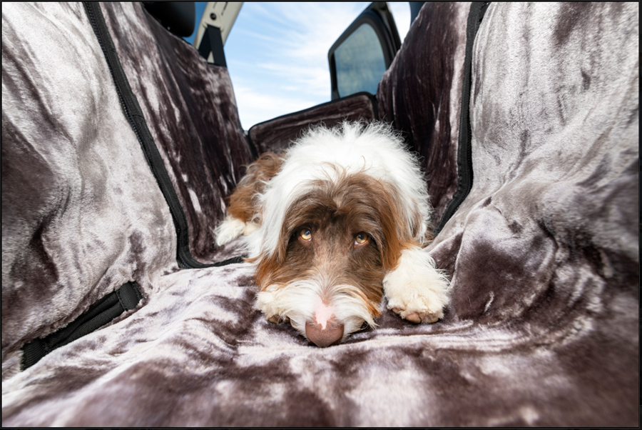 Transporting Old/Sick Pets