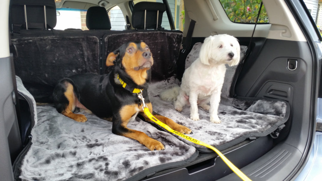 Protect Your Car and Your Dog with the SLINGGUARD Dog Sling for Your Car