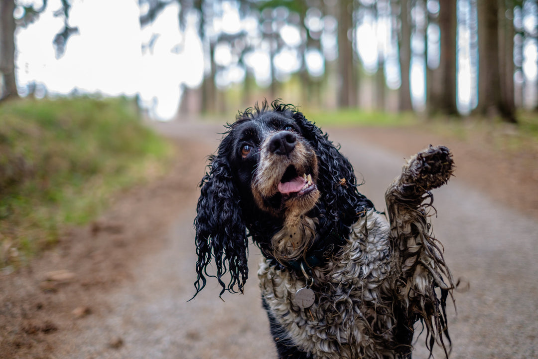 Keep Your Car Dry with a Waterproof Dog Seat Cover