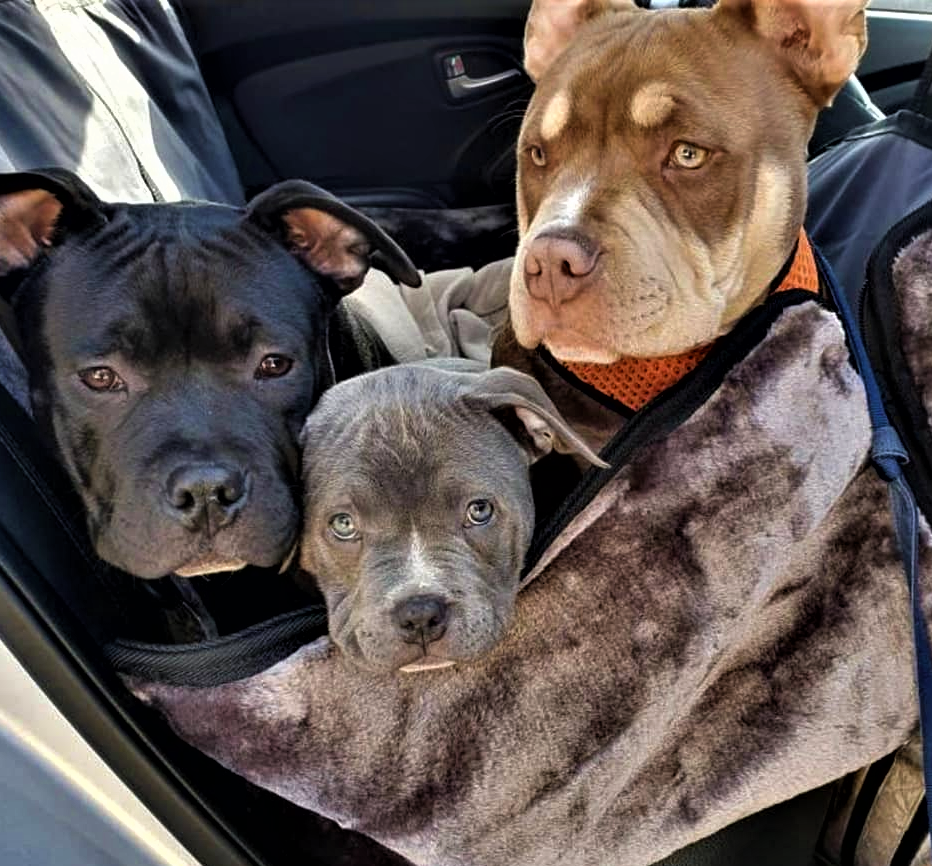 Why dog owners choose the SLINGGUARD Luxury Car Seat Protector