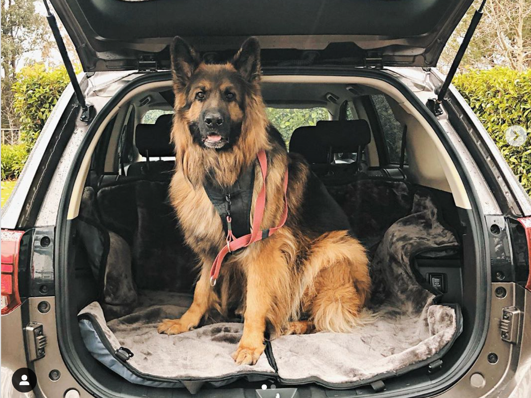 Why Gear, Accessories and Other Dog Car Travel Solutions Are Important