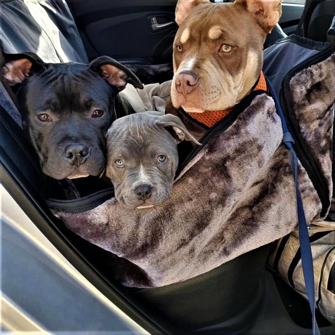 Safety For Your Pet