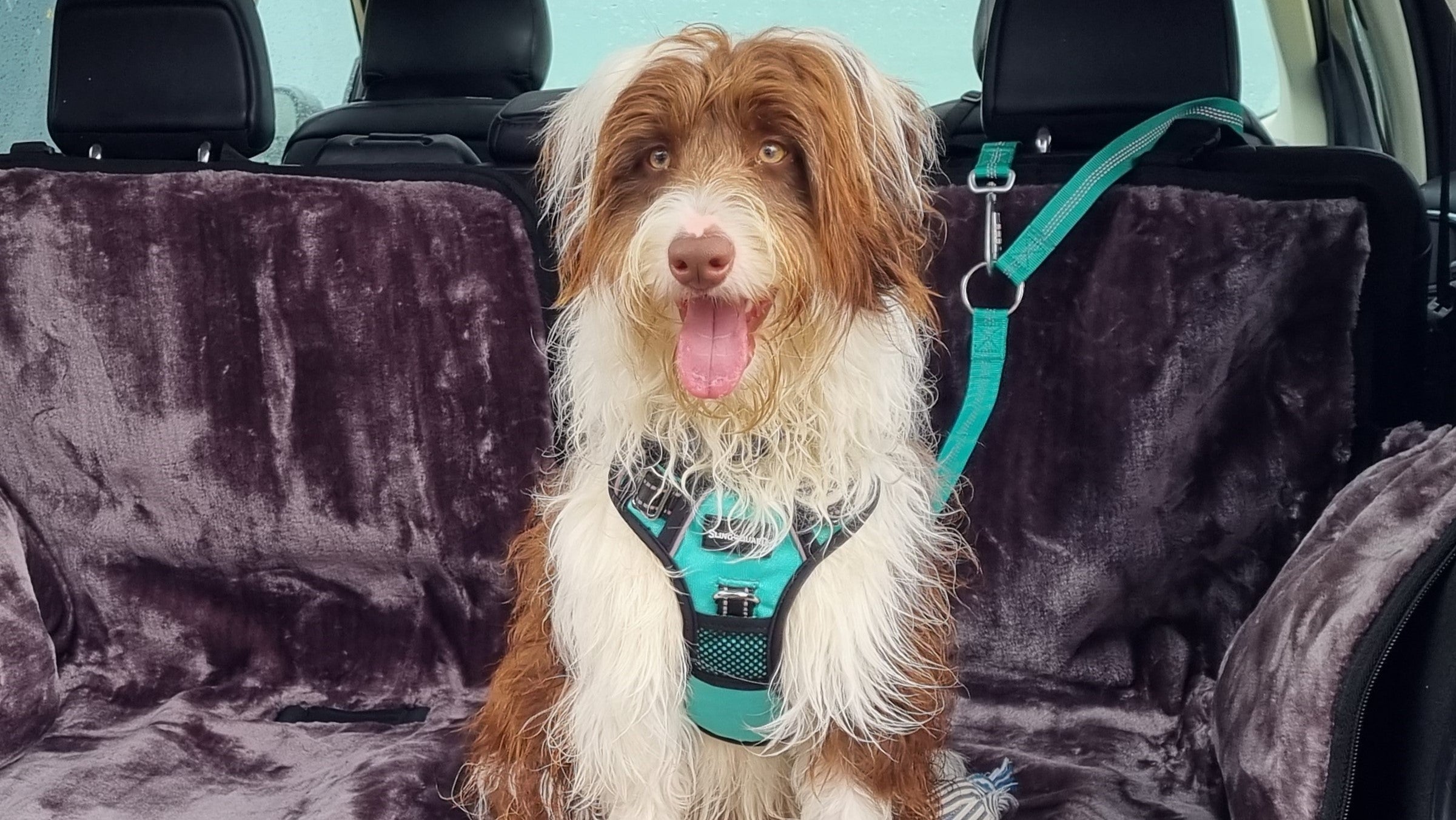 best dog car harness australia